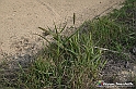 VBS_7689 - Andare lontano, oltre i campi da arare... e ancora più in là